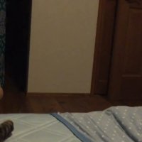 同居猫のしっぽを見つめる猫