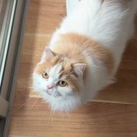 見上げるレモンくん