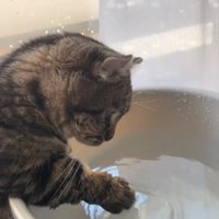 水を触る猫