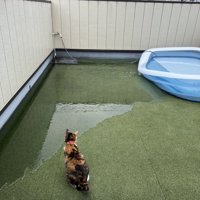 水が流れていくプールを見つめる猫