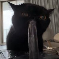 おいしそうに水を飲む黒猫