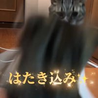 飛ばされる子猫
