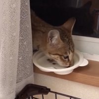 カーテン裏でご飯を食べる子猫