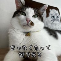 カメラ目線の猫の顔