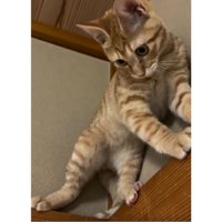 天井近くにいる猫