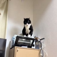 扉が少し開いたトースターの上にいるややブレた猫