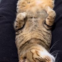 飼い主の足の間に入ってくつろぐ猫