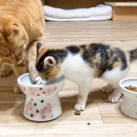 茶トラさんの手を押さえる三毛子猫ちゃん