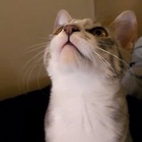 首をのばして喋るモアレちゃん