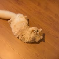 左右にクネクネ動く猫