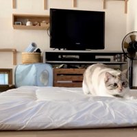 布団の上で伏せをしている猫