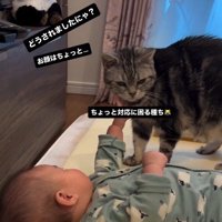 床で寝ている赤ちゃんを見ている猫