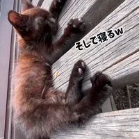 縁台の上で寝る子猫