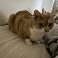 飼い主に寄り添う茶白猫