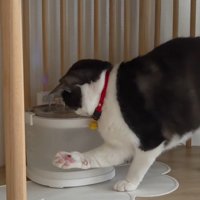 給水器の前の猫