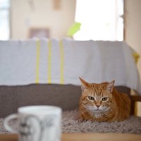 ソファに座っている猫
