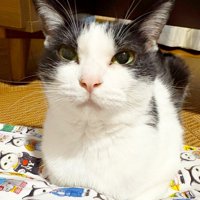 香箱で座るハチワレ猫