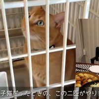 かじった犯人の子猫の写真とケージの中の茶トラ
