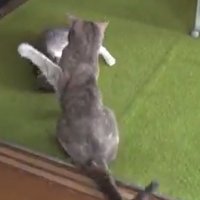 左前足を上げて寝ている猫に猫パンチをしようとする猫