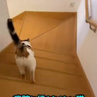 家の階段をかけおりるミケ猫