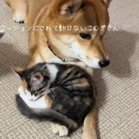 柴犬の腕の上に乗っている子猫