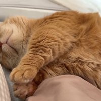 ぐっすり