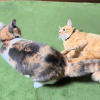 みつめあう2匹の猫
