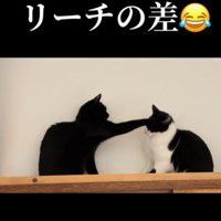 揉めている2匹の猫