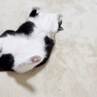 真上を向いて仰向けになる猫