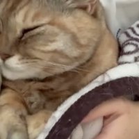 布団の中の猫