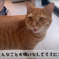 催促する猫