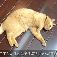 床に寝転がっている猫