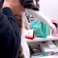診察台に乗る猫