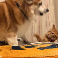 猫パンチ