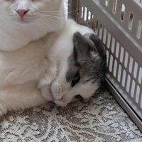 猫にのられた猫