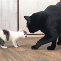 黒猫に挨拶する子猫