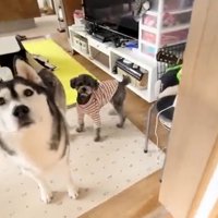 上を見上げるハスキーとトイプードル