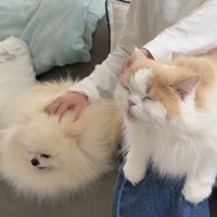 モフって欲しい二匹