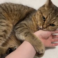 前足で人の手をつかみ噛む猫