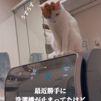 洗濯機に乗る猫