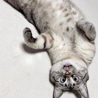寄り目になって舌を出す猫
