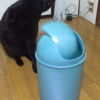 パンチする猫