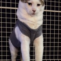 アルパカみたいな猫