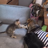 青い服を着た犬の顔を前足で掴む猫