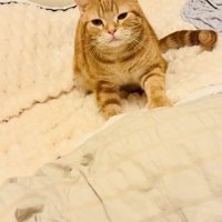毛布をフミフミするアメリカンショートヘア