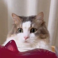 猫型ゼリーを見て下降する猫