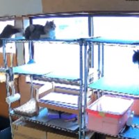 室内にいる猫たち