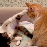 ケンカしている猫