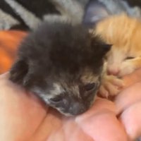 赤ちゃん猫