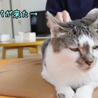 ブラッシングするパパさん